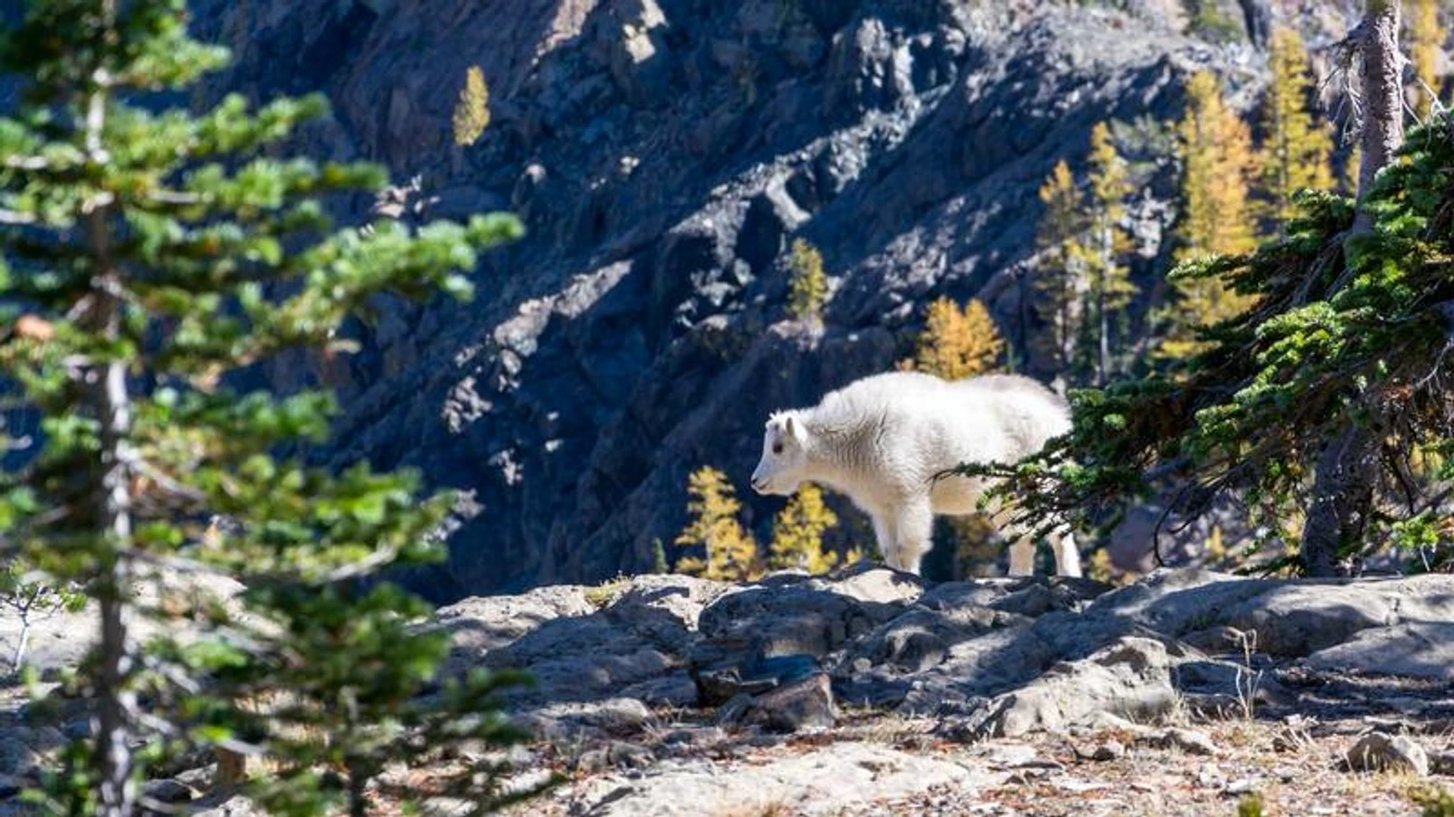 YinmaCopper: La Liga hôm nay, bảng xếp hạng và soi kèo châu Á 2026-06-24